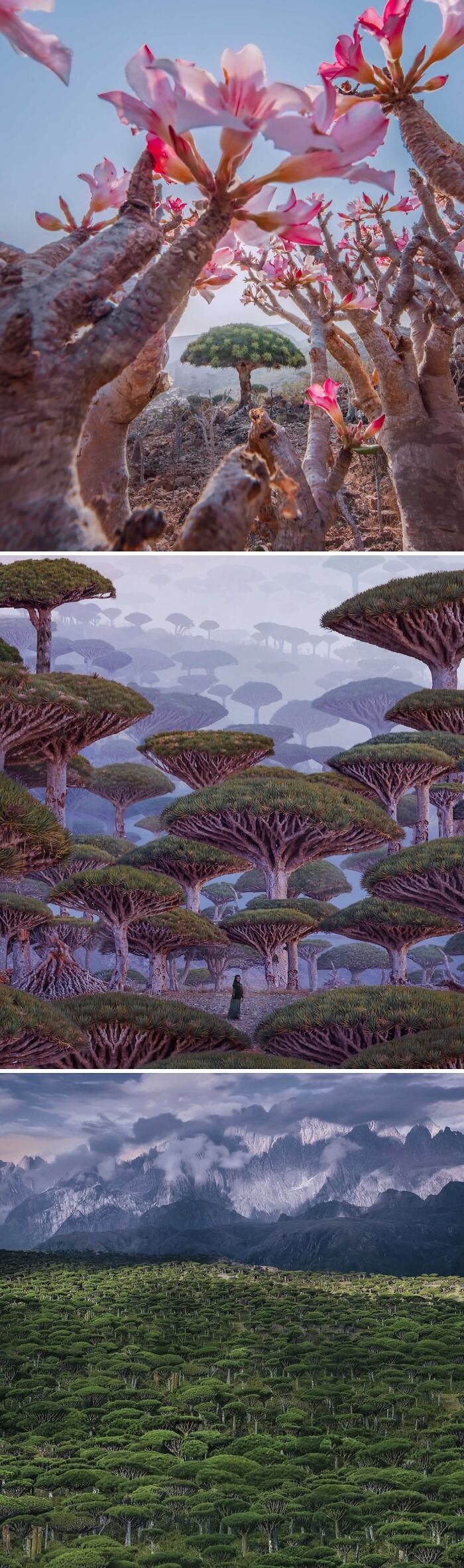 Close-up of unique blooming trees with pink flowers and a dense forest of dragon blood trees, showcasing natural wonders in spill now photos.