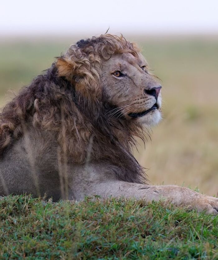 Male lion resting in the grassland captured in a striking photo from Spill Now collection of unique wildlife images.