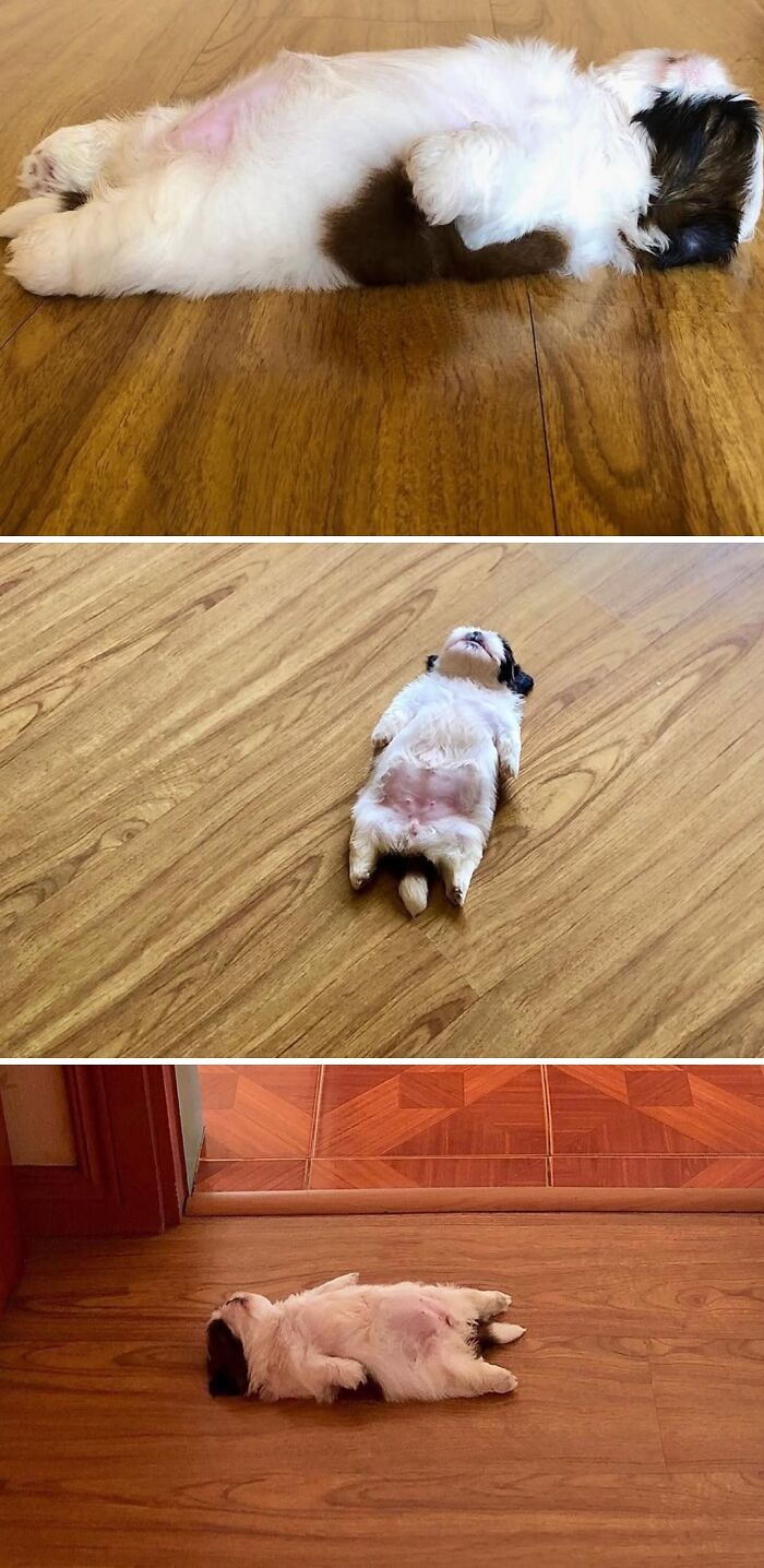 Small fluffy puppy lying on its back on wooden floors in different rooms, illustrating unique moments to spill now.
