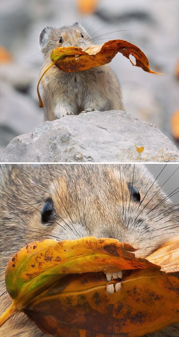 Close-up of a small animal holding a dried leaf in its mouth in Spill Now photos showing nature’s unique moments.
