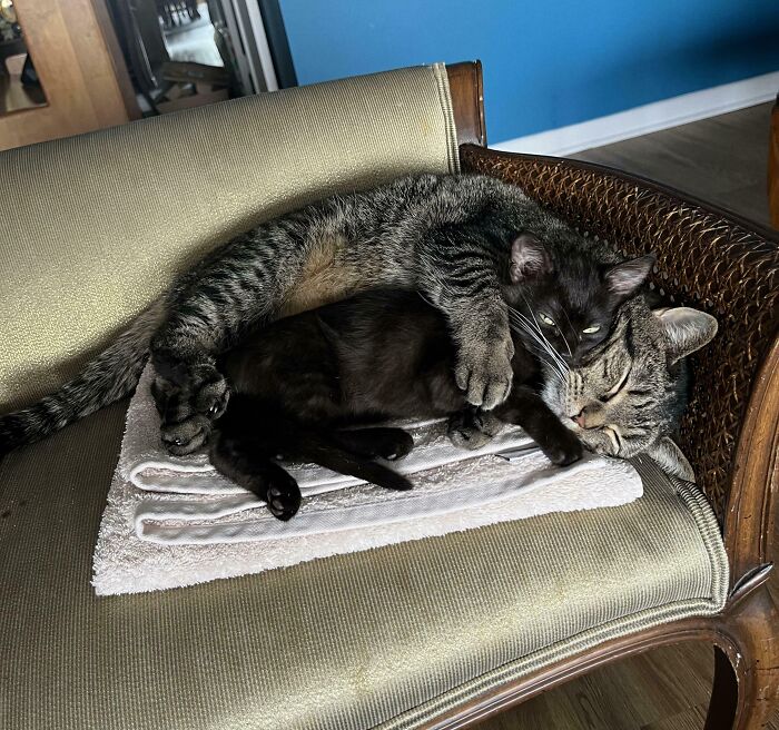 Trying Not To Foster Fail