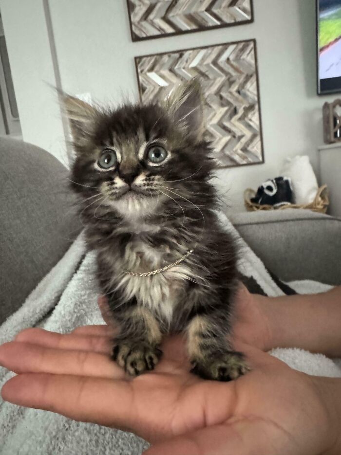 Saw This Little Dude Was Crossing The Highway. He’s Safe Now 🤎