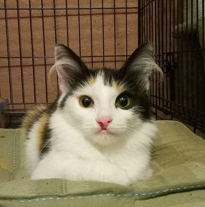 Taking My Foster Kimi To An Adoption Event Tomorrow And The Thought Of Her Getting Adopted Is Making Me So Sad