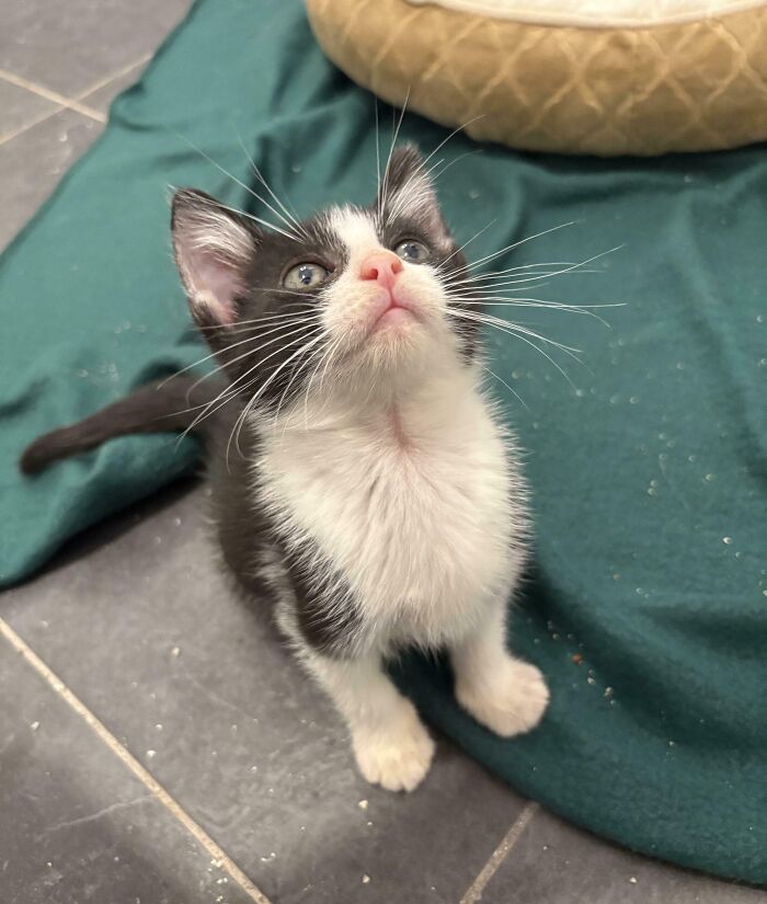 My Poor Foster Baby, Was Returned To The Shelter By His Adopter