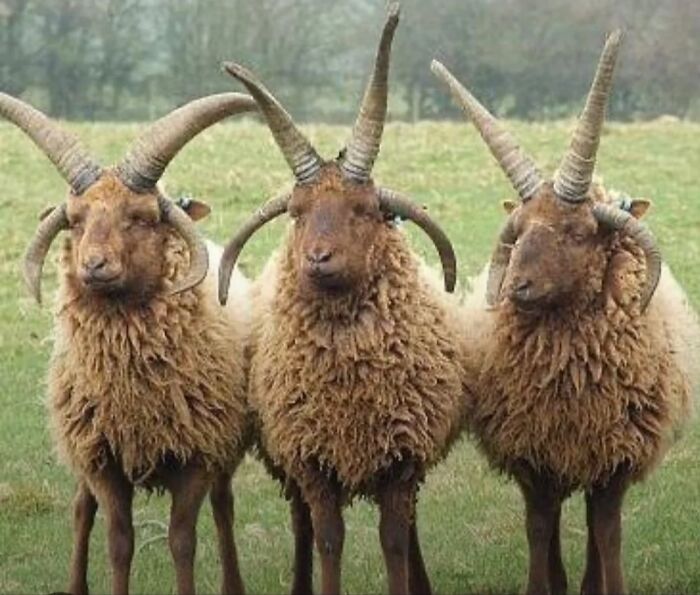 Three strange horned sheep standing close together in a grassy field showing how strange our world is.