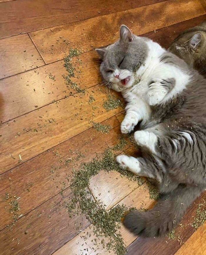 Grey and white cat lying on wooden floor covered in catnip, displaying adorable and silly behavior typical of cats being themselves.