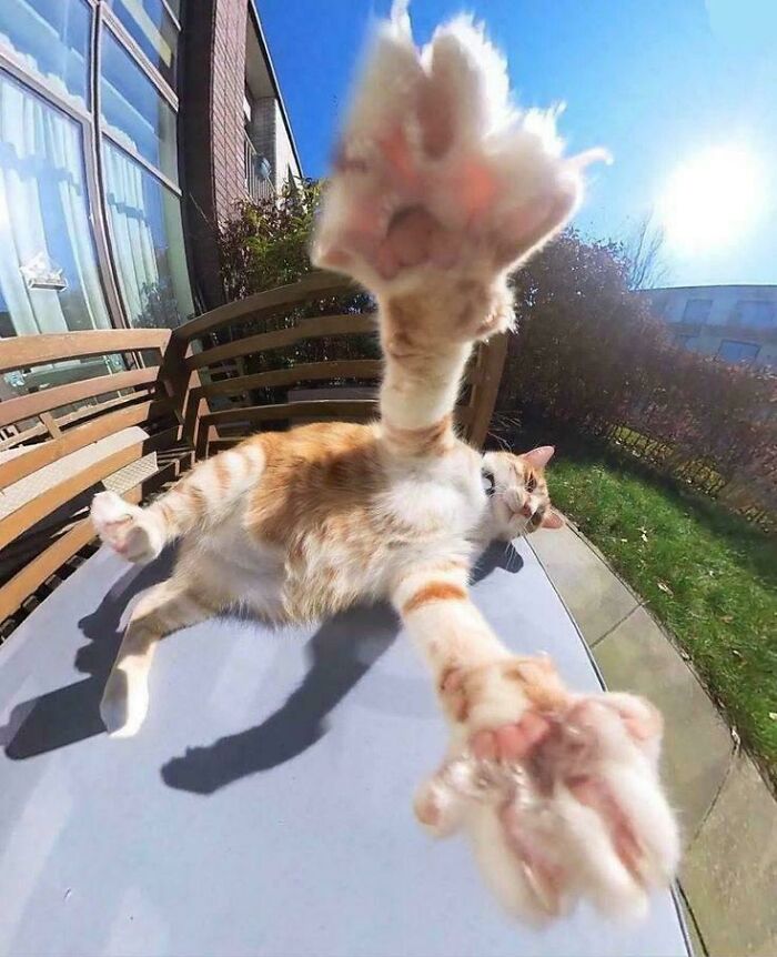 Orange and white cat stretching paws towards camera in a funny and adorable moment of cats simply being themselves outdoors.