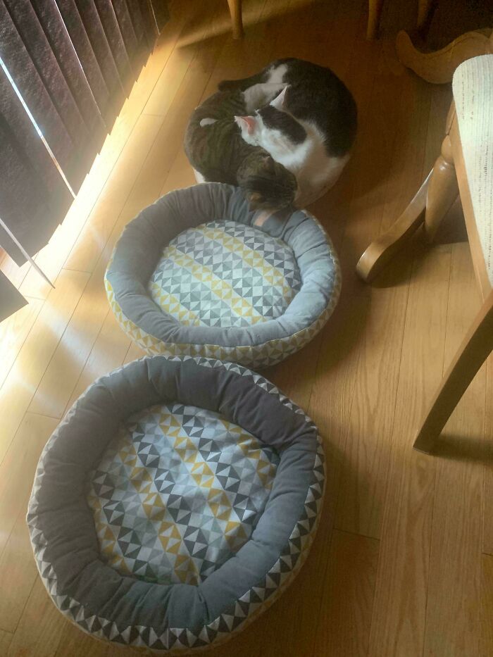 Two cats cuddling on a wooden floor next to two empty cat beds, showcasing cats simply being themselves.
