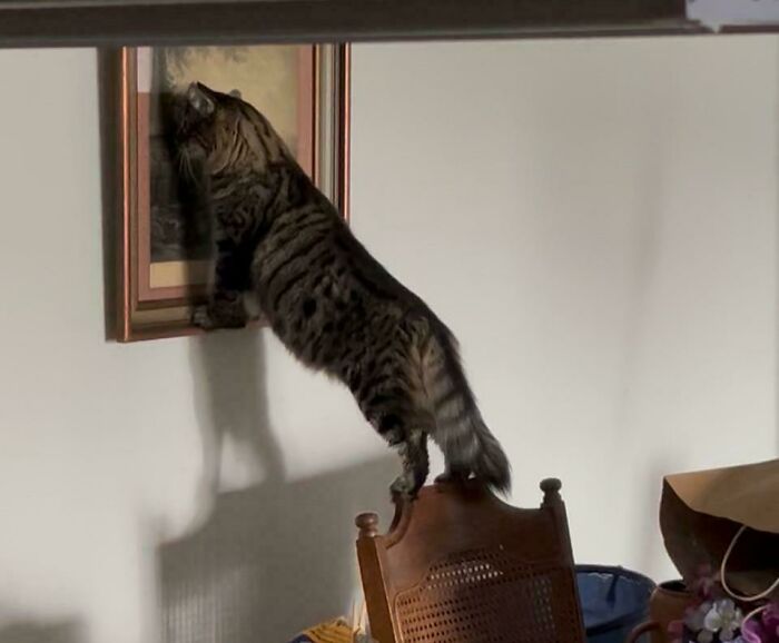 Tabby cat standing on a chair stretching to touch a framed picture on the wall in a silly cat behavior moment.