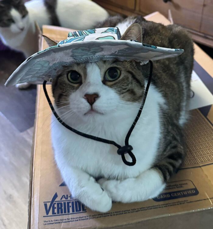 Tabby cat wearing a hat while sitting on a cardboard box showcasing adorable cats simply being themselves