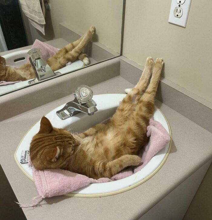 Orange cat lounging in a sink with legs stretched up, showcasing adorable and silly images of cats being themselves.