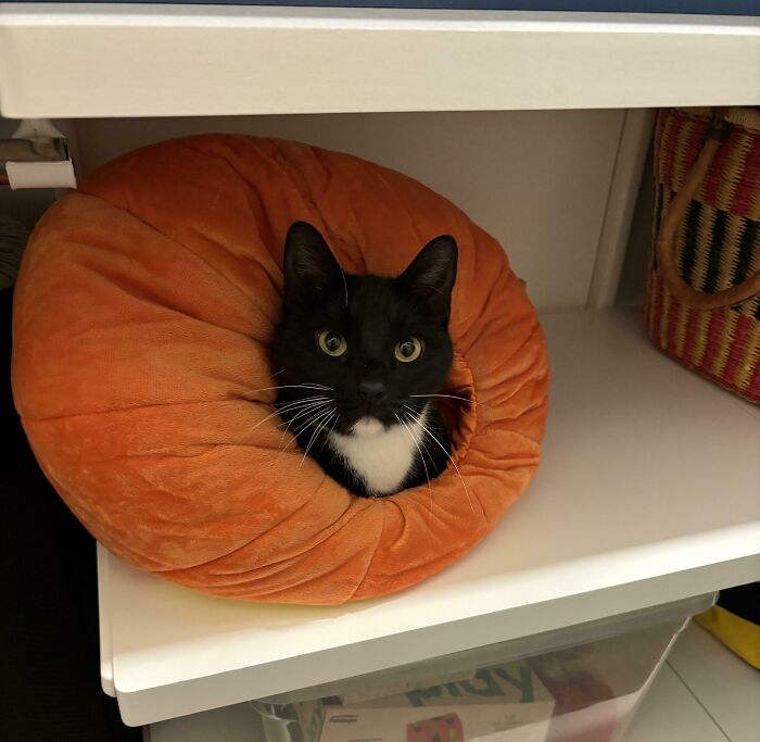 Black and white cat nestled inside a round orange cushion, showcasing adorable and silly images of cats being themselves.