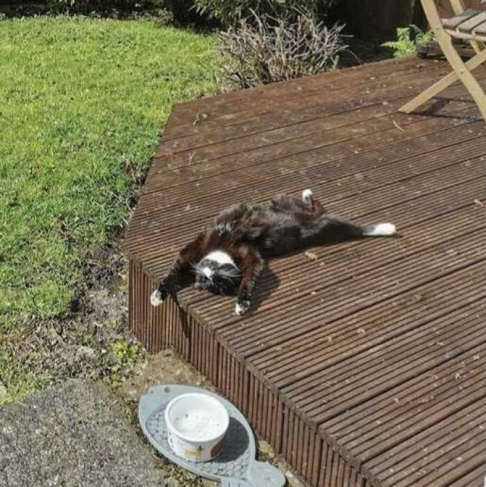 Black and white cat lying stretched out on wooden deck, showcasing adorable and silly cat behavior outdoors.