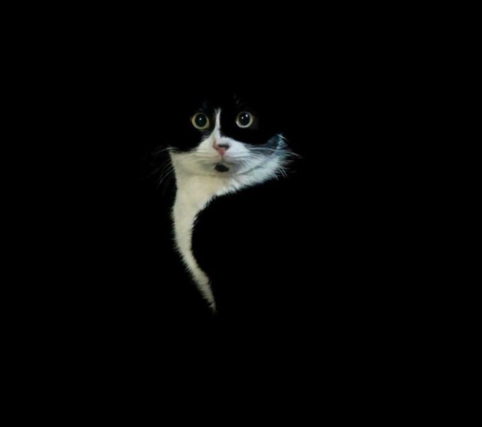 Black and white cat with wide eyes blending into dark background, showcasing adorable and silly cats simply being themselves.