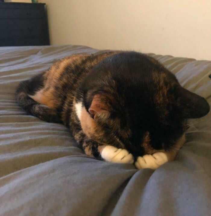 Tortoiseshell cat with white paws resting face down on a bed, showcasing adorable and silly cat behavior at home.