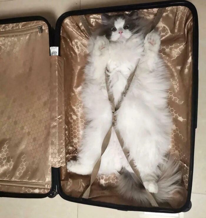 Fluffy cat lying sprawled inside an open suitcase with straps, showcasing adorable and silly cat behavior.