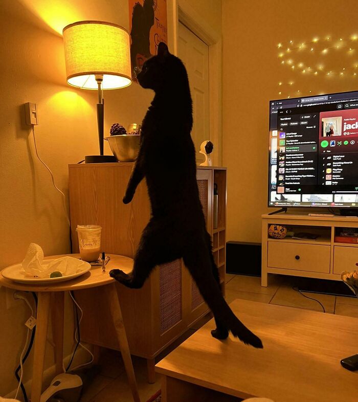 Black cat standing on hind legs in living room, showcasing adorable and silly behavior typical of cats being themselves.