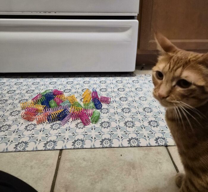 Orange cat sitting on tiled floor near a pile of colorful springs, capturing adorable cat behavior and playfulness.