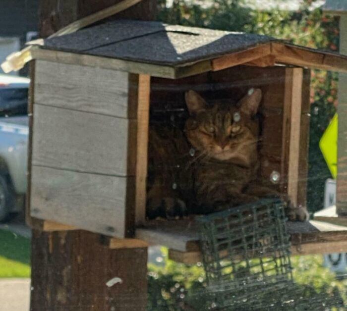 Tabby cat relaxing inside a wooden birdhouse outdoors in a sunny backyard, showing adorable cat behavior.
