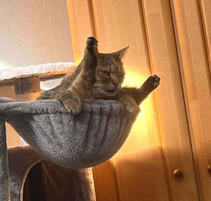 Tabby cat stretching with legs in the air in a cozy cat hammock, showcasing adorable and silly images of cats.