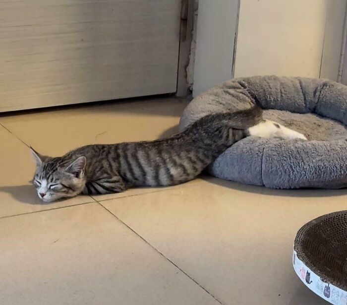 Tabby cat lying stretched out with its head on the floor and hind legs resting in a soft cat bed, showing silly cat behavior.