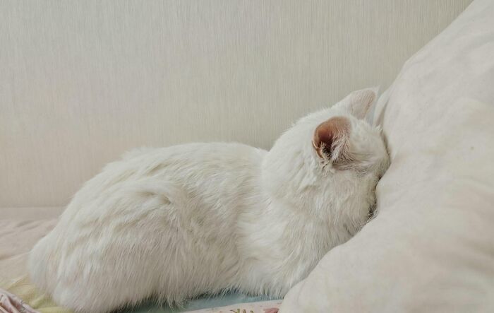White cat resting its face against a pillow, one of many adorable and silly images of cats being themselves.