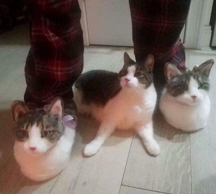 Three adorable cats sitting on the floor, surrounded by a person's legs in red plaid pants, showcasing silly cat behavior.
