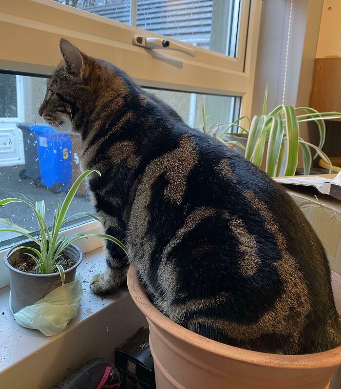 Tabby cat sitting inside a plant pot by the window, showcasing adorable and silly cat behavior in a cozy home setting.