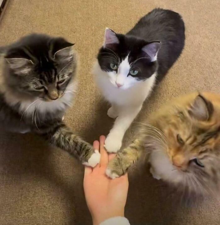 Three adorable cats playfully placing their paws on a human hand, capturing silly and cute cat moments.