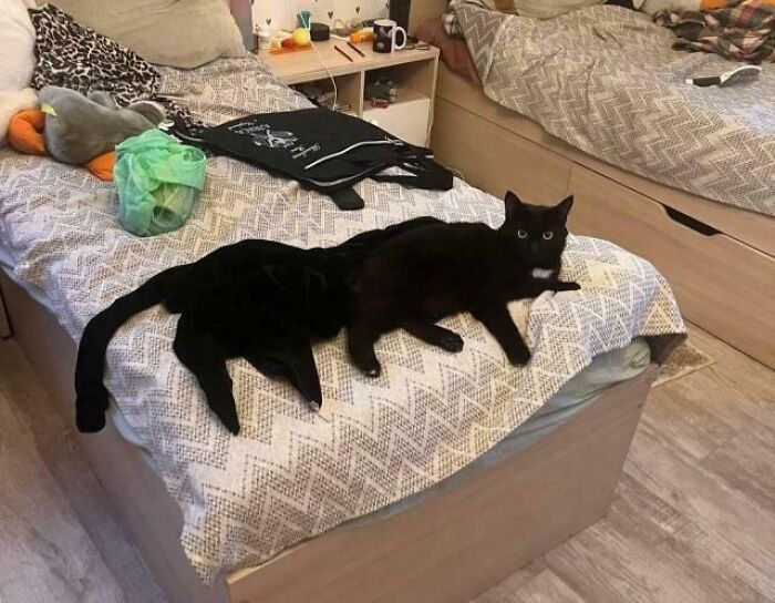 Black cat lying on a bed blending with a black cat-shaped blanket in adorable, silly images of cats being themselves