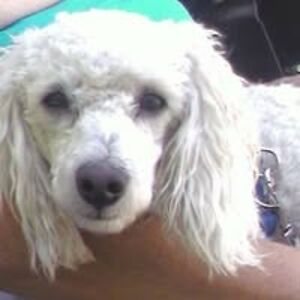 darlyn_davies avatar