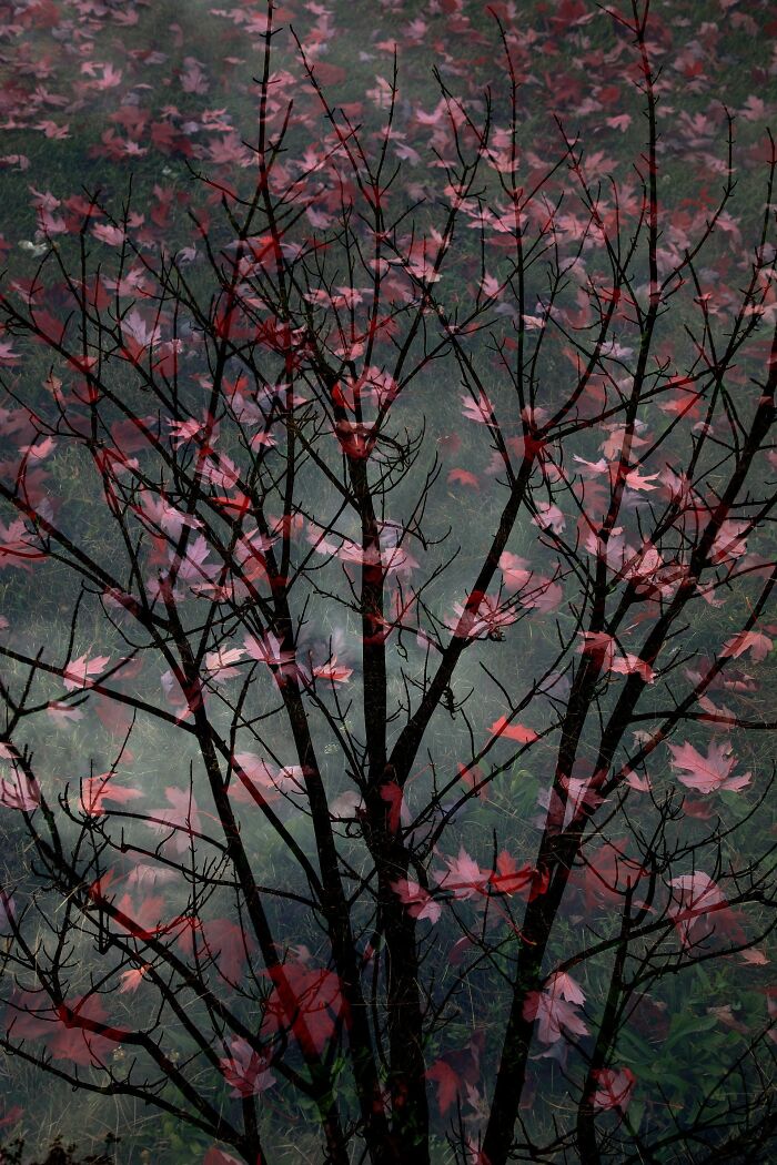 Sanatsal doğa fotoğrafçılığı yarışmasında çekilen fotoğrafta çıplak ağaç dalları, kırmızı sonbahar yapraklarıyla örtüşüyor.