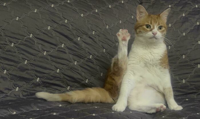 Ginger and white kitty sitting upright on a patterned couch with one back leg raised, appearing curious and attentive.