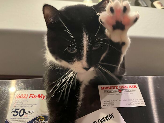 Black and white kitty raising paw with curious expression, sitting on kitchen appliances with business cards below.