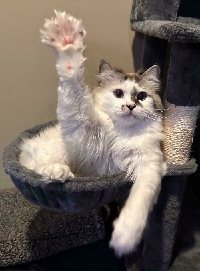 White and gray fluffy kitty raising paw while lounging in a gray cat tree hammock, showing a curious expression.