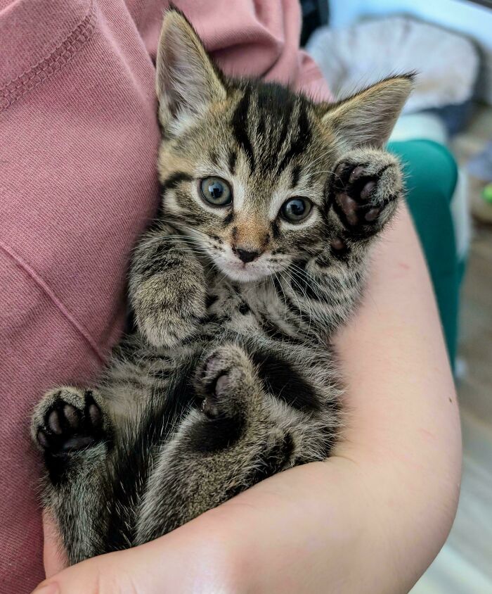Tabby kitten with curious eyes held gently in arms, showing raised paw as if the kitty has question to ask.