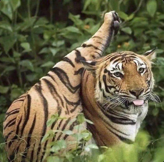 Tiger stretching with one leg raised, showing a playful pose fitting for a kitty has question concept in nature.