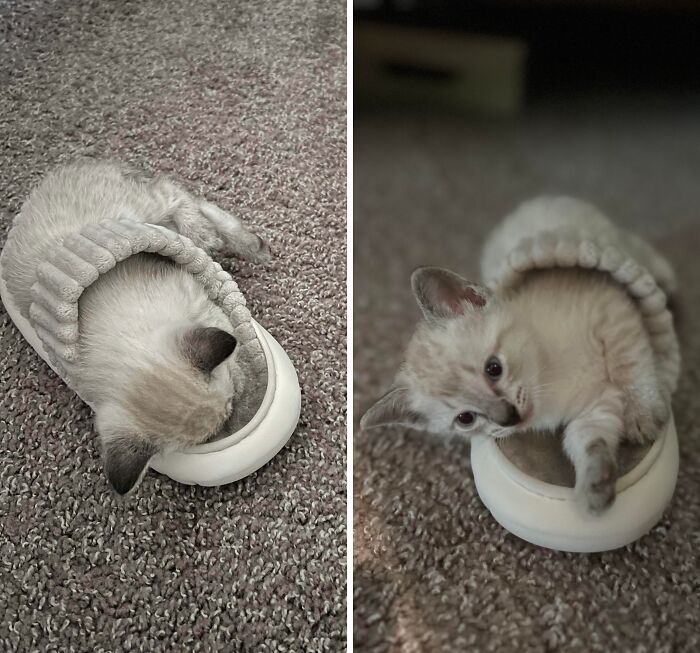Kitten perfectly aligned inside a small round slipper on carpet, showcasing a humorous and cute moment of things aligned.