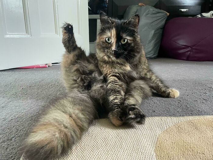 Tortoiseshell kitty sitting with one leg raised on a carpeted floor in a cozy indoor room setting.