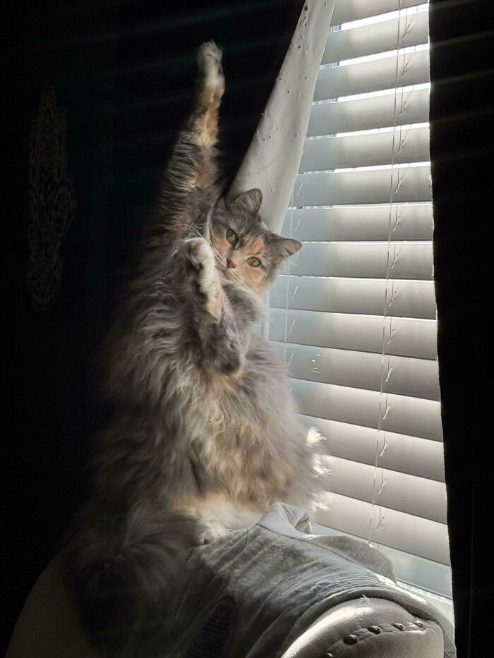 Fluffy kitty stretching with one paw raised near a window with white blinds, curious and attentive in soft light.