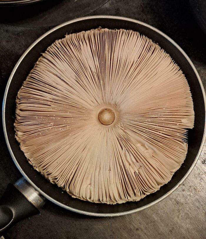 Large mushroom cap aligned perfectly in a frying pan, showcasing natural symmetry and intricate gill pattern details.