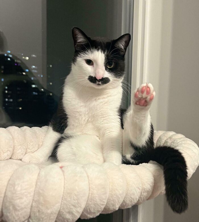Black and white kitty sitting in a cozy bed by the window with one paw raised as if it has a question.