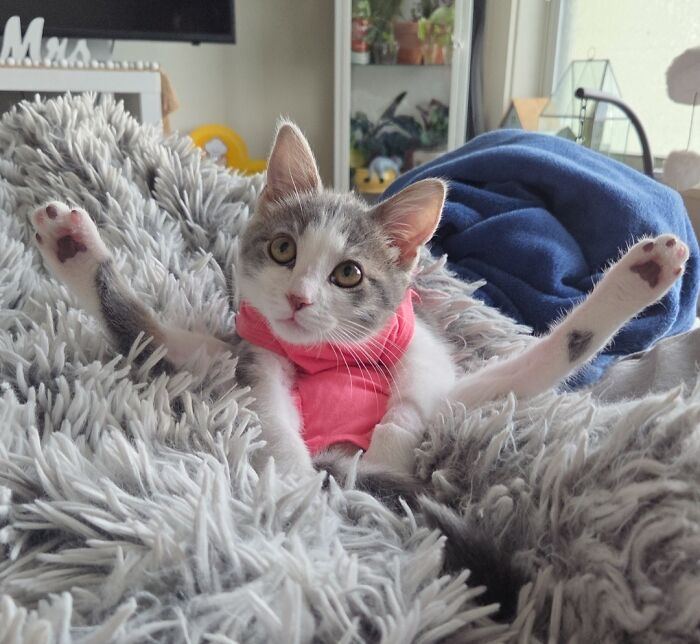 Kitty with a question poses adorably in a pink outfit lying on a fluffy gray blanket in a cozy room setting.