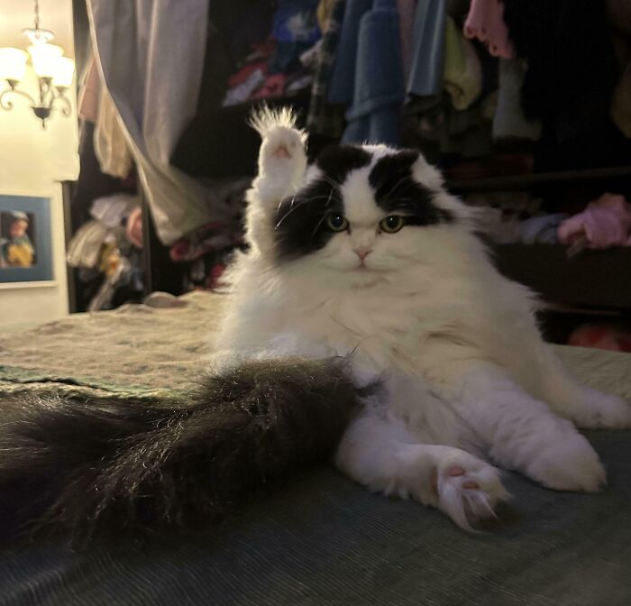 Fluffy black and white kitty sitting with one paw raised indoors, looking curious and relaxed on a soft surface.