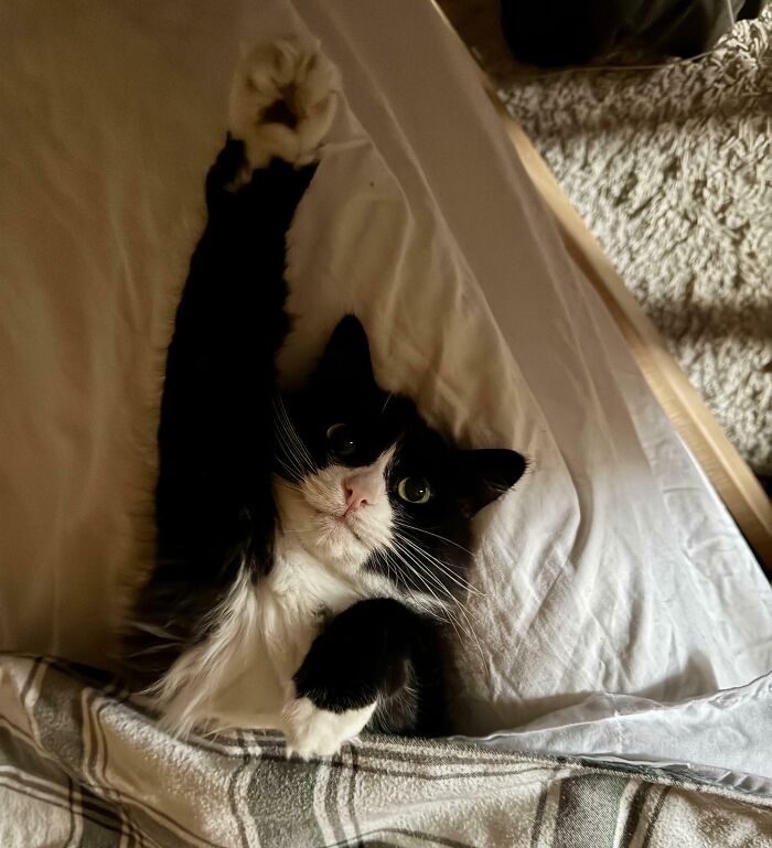 Black and white kitty lying on bed stretching one paw up, looking curious and attentive under blanket.