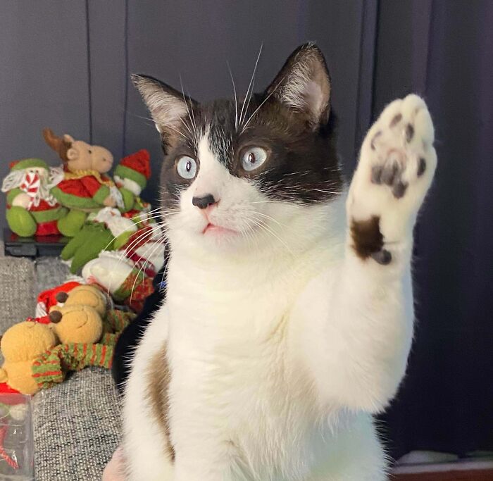 Kitty with curious expression raising paw as if to ask a question, sitting near holiday decorations.
