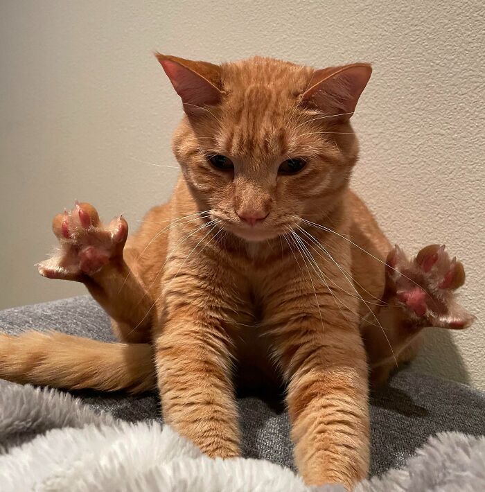 Orange kitty has question with paws raised, sitting on a gray surface against a plain wall background.