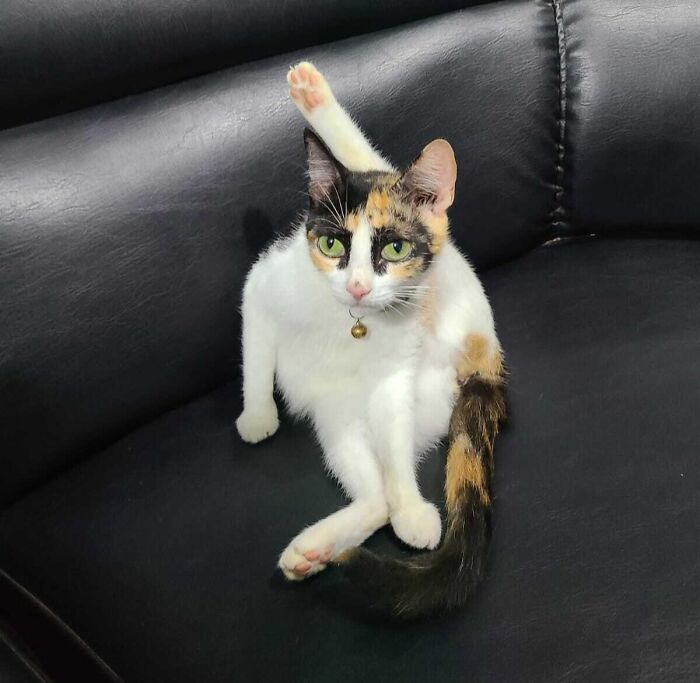Calico kitty with green eyes sitting on a black leather couch with one leg raised in a curious pose.