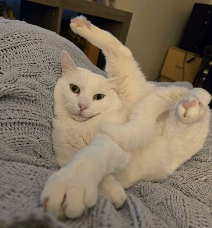 White kitty with curious eyes stretching on a knitted blanket, showing playful and relaxed pose indoors.