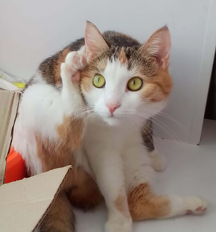 Calico kitty with green eyes lifting a paw as if it has a question while sitting near a cardboard box indoors.